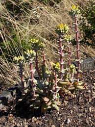 Image result for Eragrostis caespitosa