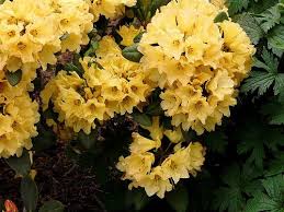 Rhododendron Nancy Evans