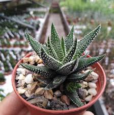 There are about 160 species. Haworthia Attenuata V Britteniana Fo Iii Uhlig Kakteen More Than 5 000 Different Species