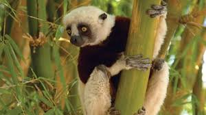 Image result for Salacia madagascariensis