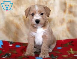 Though dna testing has become more readily available, it is still met with much skepticism on its accuracy. Sundance Schnauzer Mix Puppy For Sale Keystone Puppies