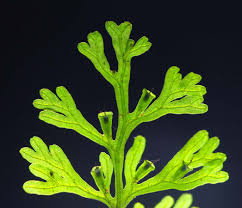 Image result for Crepidomanes chevalieri