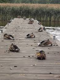 Discover augustów with the help of your friends. Augustow Wrzesien 2020 Bild Von Augustow Podlaskie Province Tripadvisor