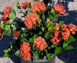 Image result for Ixora narcissodora