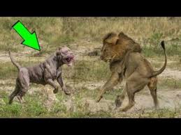 Pitbul Vs Aslan Dovusu Youtube