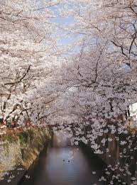 Well, we have all the cherry blossoms facts that you should know before traveling to see this spring event this year in some of the most beautiful places in. Significance Of Sakura Cherry Blossom Traditions In Japan Smithsonian Folklife Festival