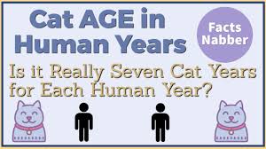 Cat Years Calculator Cats Age To Human Years Petcare