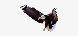 Check spelling or type a new query. Flying Eagle Png Clipart Flying Eagle Png Png Image Transparent Png Free Download On Seekpng