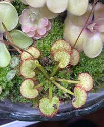 Image result for Drosera pilosa