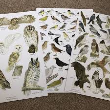 British Garden Birds A3 Identification Poster Wildlife Chart Etsy In 2020 Bird Garden British Garden British Birds Identification