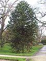 Maybe you would like to learn more about one of these? Araucaria Araucana Wikipedia