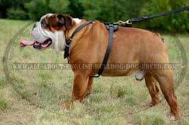 All About English Bulldog Dog Breed Com H3 1093 Leather Harness With Chest Plate English Bulldog Dog English Bulldog Bulldog