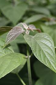 Image result for Clerodendrum ternatum