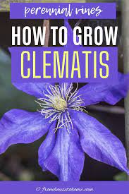 Clematis Vine Care: Planting, Growing And Pruning Tips - Gardener's Oasis