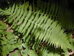 Image result for Thelypteris