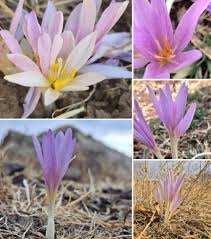 Image result for Colchicaceae