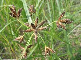 Image result for Bolboschoenus glaucus