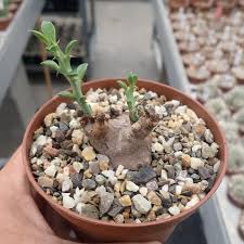 Image result for Euphorbia platyrrhiza