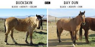 27 best images about buttermilk buckskins on. Buckskin Horse Color Origin Genetics And Variations Helpful Horse Hints