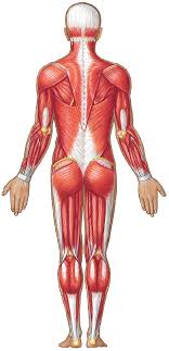 Muscles , 6 muscular system pictures labeled : Https Www Pearsonhighered Com Assets Samplechapter 0 1 3 4 0134396405 Pdf