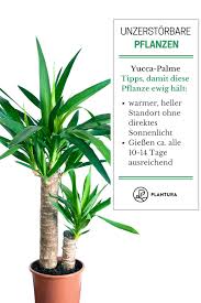 Die 10 Kaum Zu Totenden Pflanzen Plantura Pflanzen Yucca Palme Pflegeleichte Pflanzen