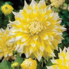 Maybe you would like to learn more about one of these? Grand Prix Dahlia Flowers And Bulbs Veseys