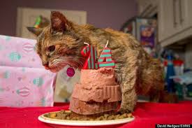 World S Oldest Cat Is A Party Animal Eats Kfc Old Cats Cats Animals