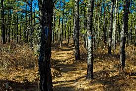In The Pine Barrens Following Mcphee Princeton Magazine