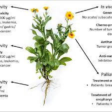 Check spelling or type a new query. Overview Of Calendula Officinalis Anticancer Activity Flowers Flos Download Scientific Diagram
