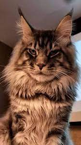 Pin On Maine Coon Kitties