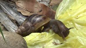 El asunto es que los caracoles africanos azules se han ido reproduciendo y e… Aparecen Decenas De Caracoles Africanos Gigantes En Varios Sectores De Tarapoto Diario Voces