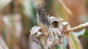 On corn, stink bugs are most often found feeding on young plants in late spring or early summer, with the brown stink bug usually being the one of most for the marmorated stink bug, corn should be checked later in the summer for possible ear feeding, which should occur when checking for injury to. Bugs May Be Causing A Common Crop Mold To Produce A Deadly Toxin Science Aaas