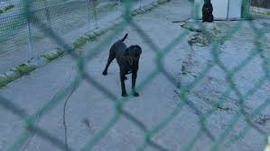 Sversava nel suolo i liquami dei suini del suo allevamento. Sigilli All Allevamento Lager Di Vergato Cani Sorvegliati A Vista