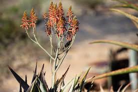 Image result for Aloe littoralis