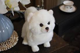 28cm Gercekci Pomeranian Doldurulmus Oyuncaklar Sevimli Simulasyon Beyaz Kopek Pelus Oyuncak Yavru Pelus Hayvanlar Oyuncak Cocuklar Dogum Gunu Yilbasi Hediyeleri Doldurulmus Ve Pelus Hayvanlar Aliexpress
