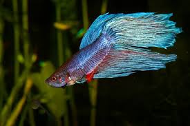 If left untreated, velvet can lead to death. How To Take Care Of Betta Fish And Avoid Problems How To Take Care Of Goldfish