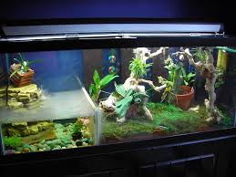 Pin By Naturetats On Slytherin Pet Water Dragon Chinese Water Dragon Reptile Tank