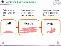Tissue Organs Systems For Kids Google Search Cells And Tissues Organ System Organization Board