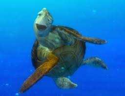 Finding nemo is pixar 's fifth feature film. Finding Nemo The Good Turtle Blog