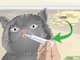 How To Help A Vomiting Cat 14 Steps With Pictures Wikihow