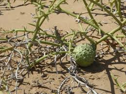 Image result for Acanthosicyos