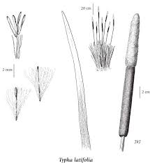 Image result for Typhaceae