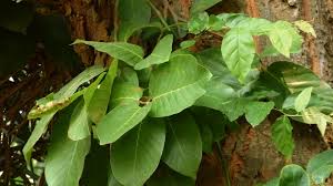 Image result for Turraea robusta