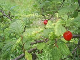 Nanking cherry is a reliable stand by with a proven track record for wyoming conditions. Prunus Tomentosa Wikipedia