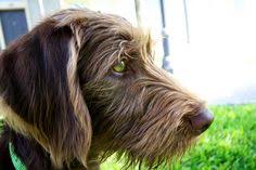 Labradoodle puppy for sale in american canyon, ca, usa. 21 Labradoodle Ideas Labradoodle Chocolate Labradoodle Dogs
