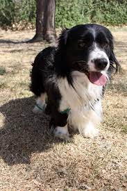 Collie Basset Hound Mix Google Search Basset Hound Mix Border Collie Corgi Mix Corgi Mix Puppies