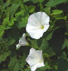 Image result for Convolvulus goyderi