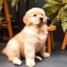 sevimli inatci kopek golden retriever golden retriever yavrulari retriever