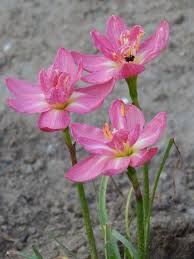 Pin On Rainlily Zephyranthes