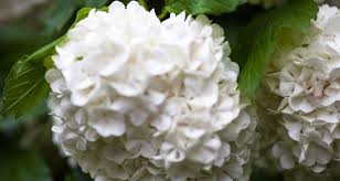 Use box for short hedges up to 1m tall or in parterre designs. Our Favourite 8 Flowering Hedges Hoselink